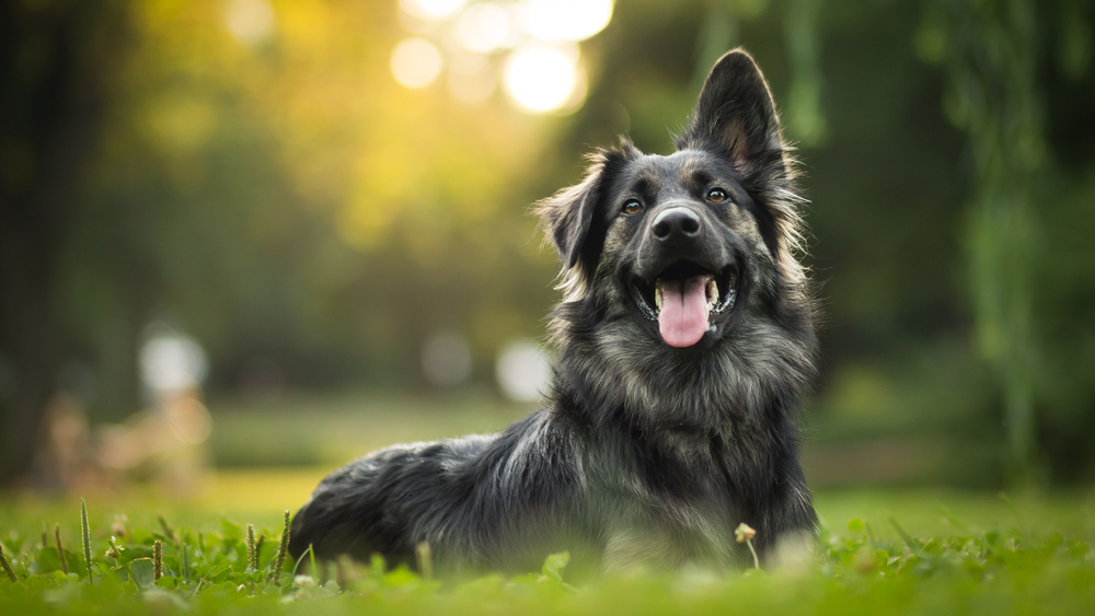 Is It Bad If Puppies Eat Adult Dog Food? Shocking Truth Revealed