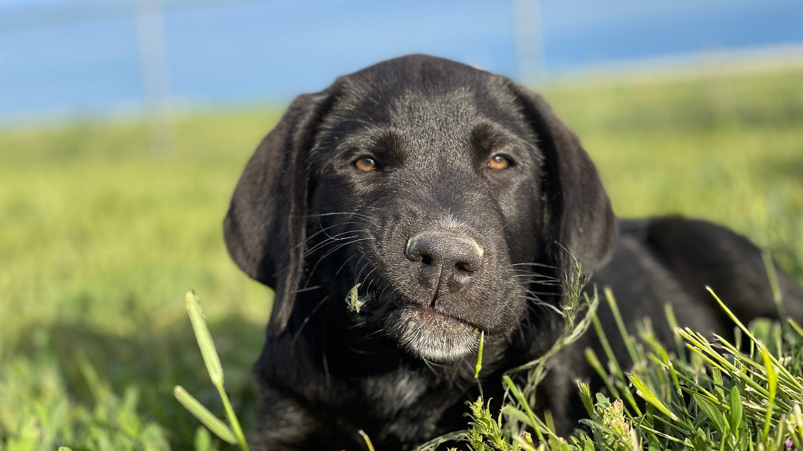 What To Do If An Anxious Dog Eats Grass photo