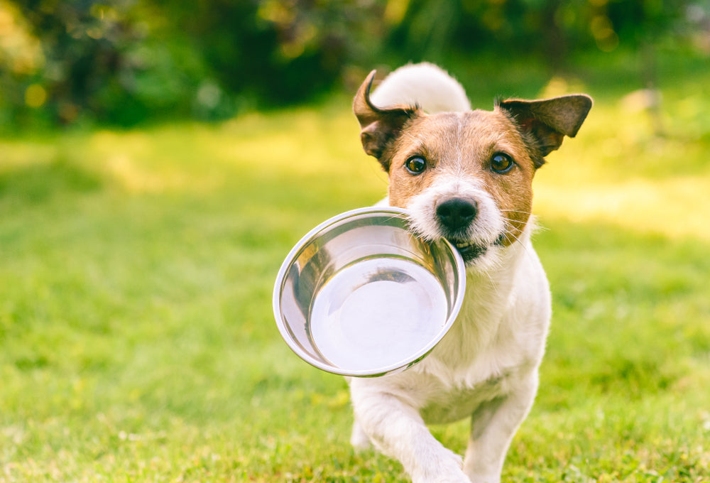 Dry Dog Food vs. Wet Dog Food: Beyond the Bowl | Open Farm  Open Farm -  Canada