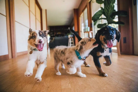 Puppy Nutrition 101: Understanding the Best Dog Food Types for Puppies