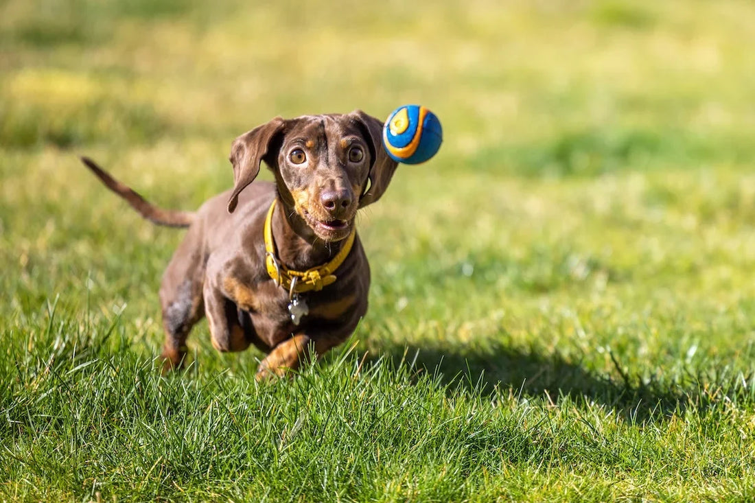 How to Choose the Best Dog Food to Support Gut Health & Microbiome