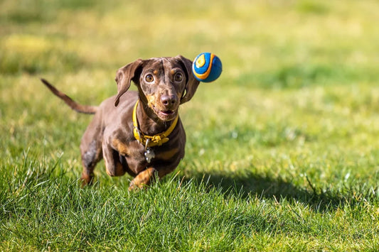 How to Choose the Best Dog Food to Support Gut Health & Microbiome