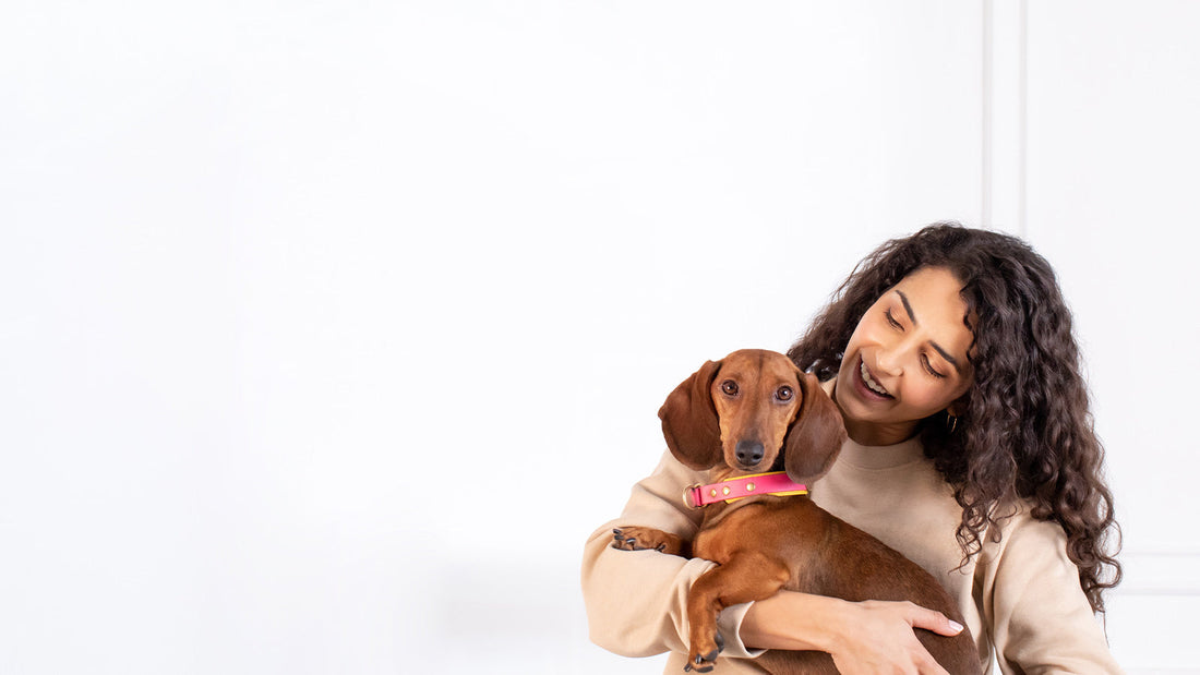 Small dog being held by pet parent.