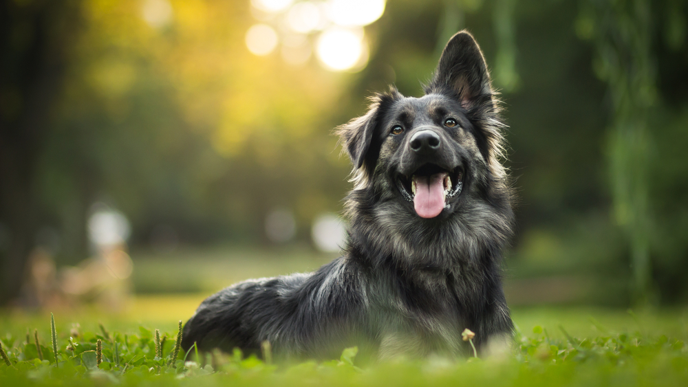 What Happens if a Puppy Eats Adult Dog Food