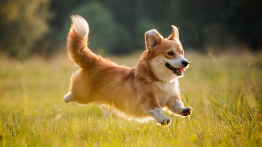 Best Dog Food for Corgis