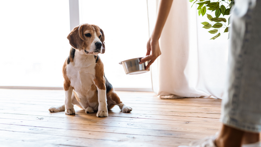 What is the Best Dog Food for Picky Eaters?