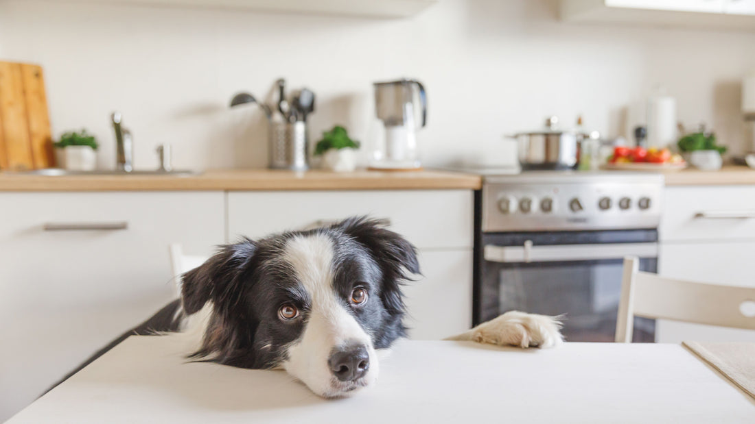 Dog resting its head on the counter