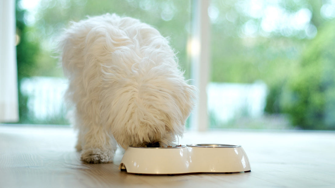 A fluffy white dog eating from its food bowl.