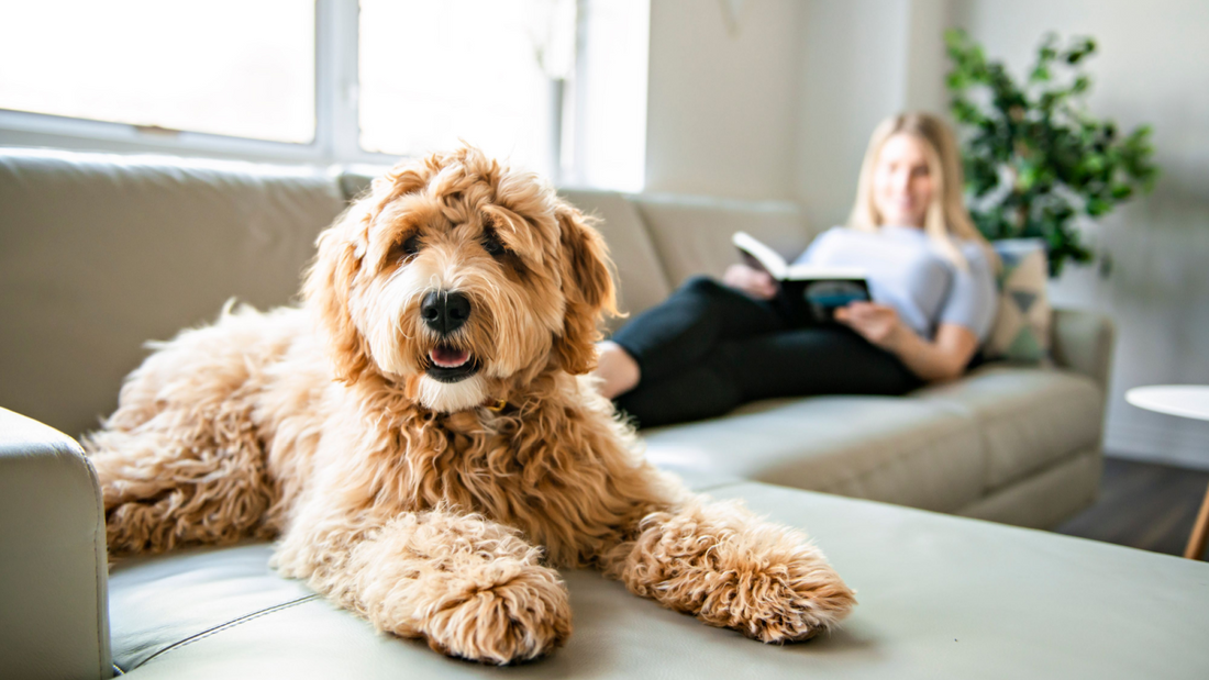 Goldendoodle food best sale