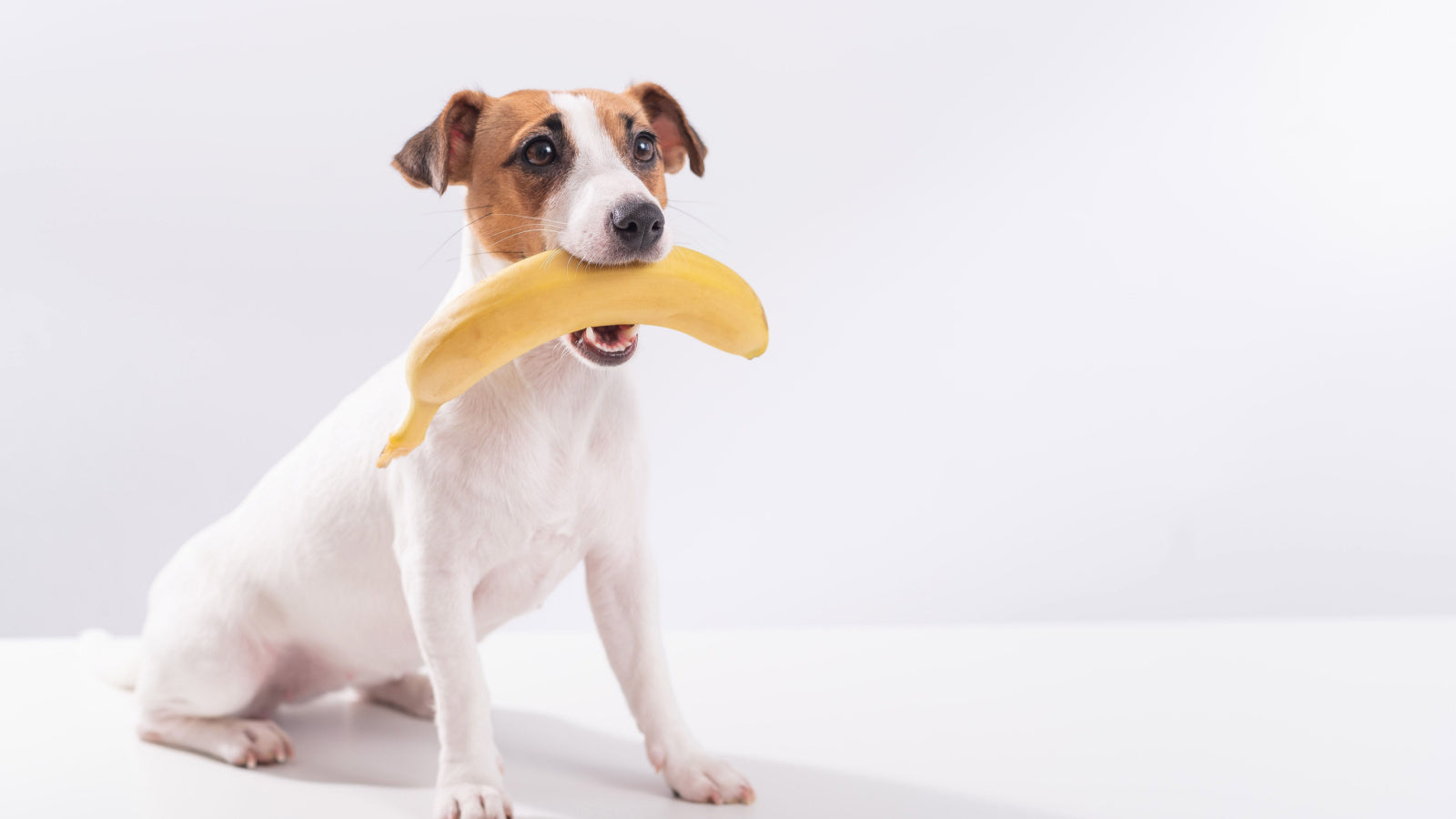 Dogs allergic to bananas shop