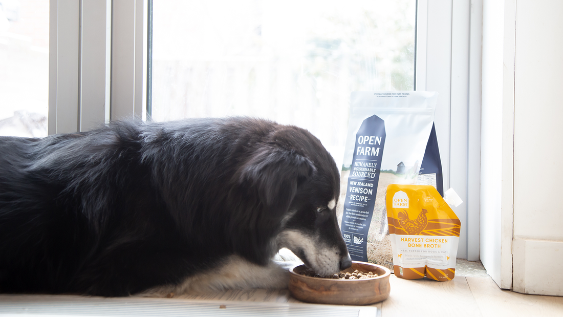 The Best Dog Food Toppers