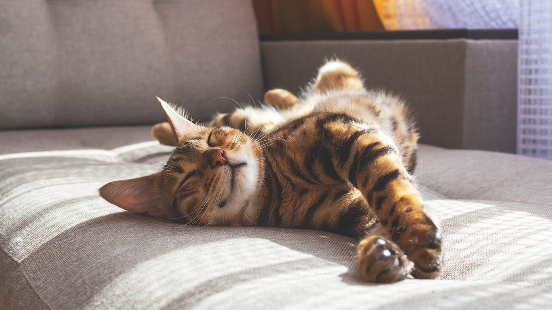 A cat is lying on a grey sofa in sunshine.