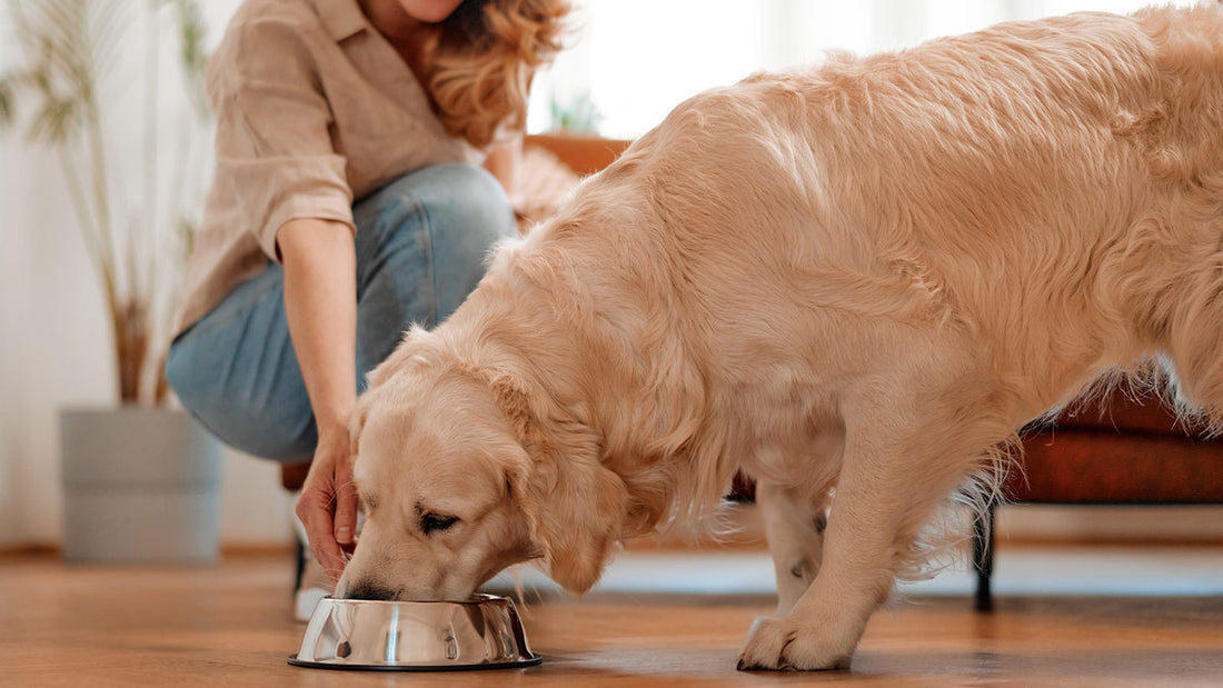 Dog eating biologically nourishing pet food options