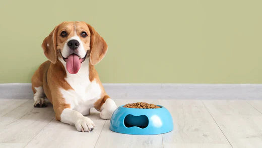 Can Dogs Eat Quinoa and Is It Good for Them?