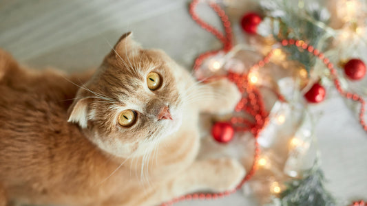 Calico cat between a menorah and a Christmas tree.