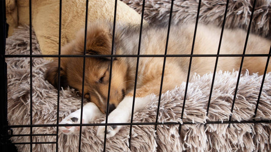 Sheltie sleeping in dog crate with fluffy rug.