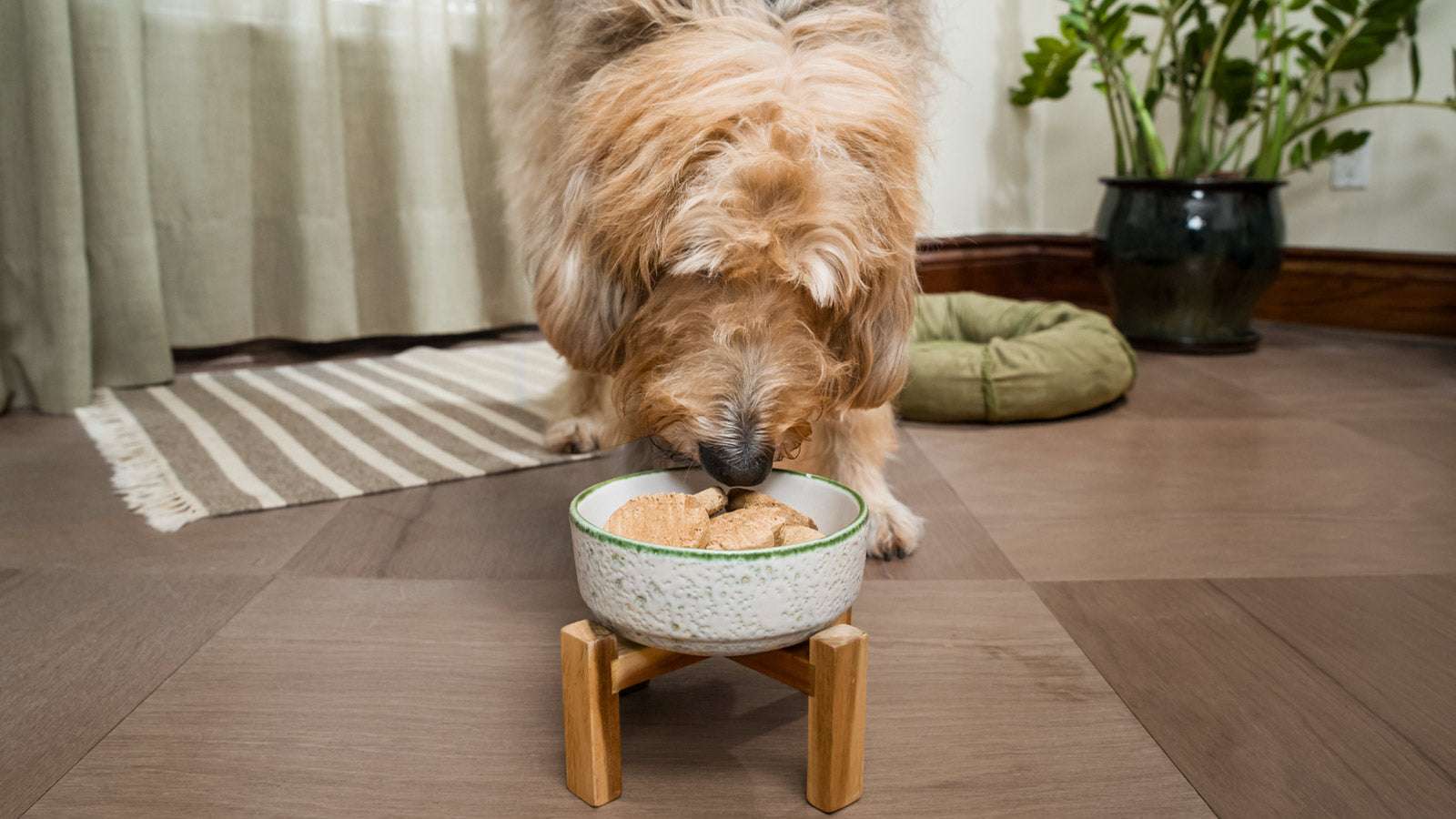 Best Dog Food for Sensitive Stomachs | Open Farm – Open Farm - Canada
