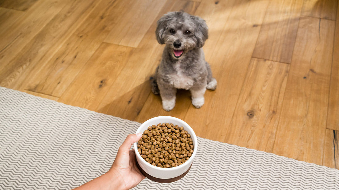 How to Choose the Best Puppy Kibble | Open Farm – Open Farm - Canada