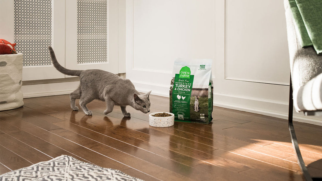 Grey cat eating natural turkey and chicken cat food