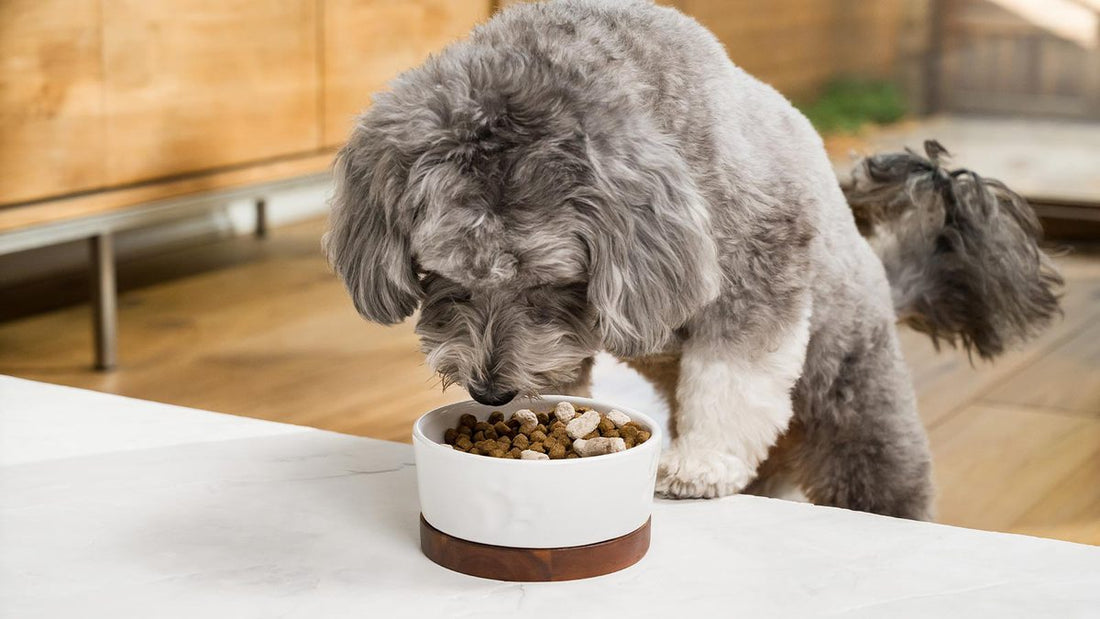 A grey dog eating dog food from a bowl