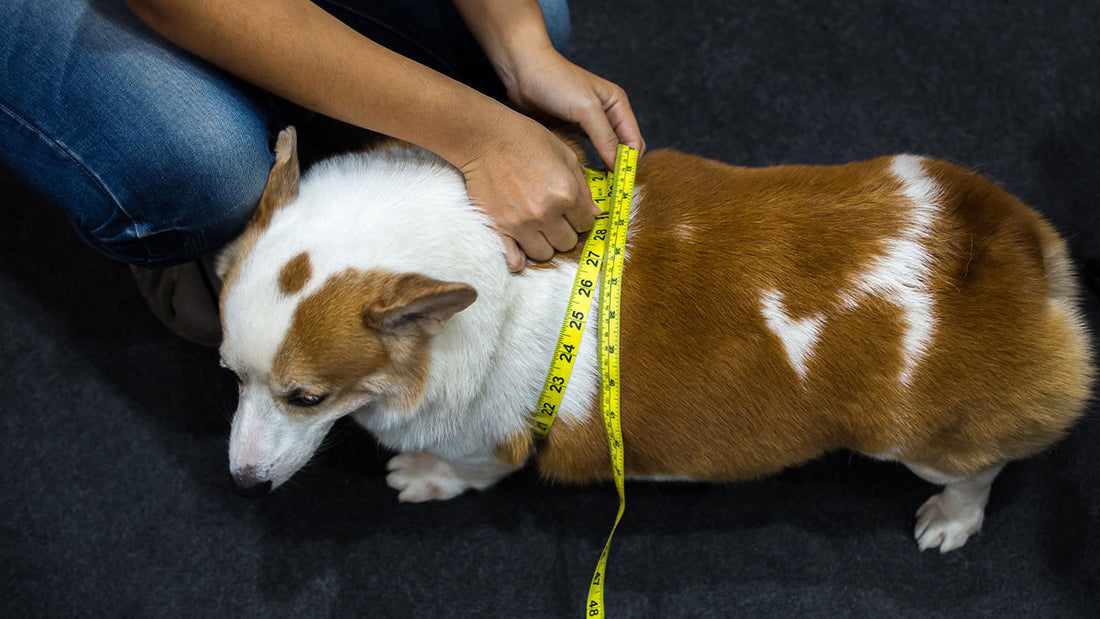 Spot the Dangers of Overfeeding Your Pet