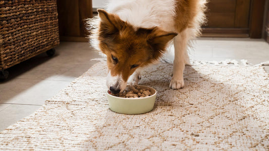 Brown and white dog eating kibble on cream rug.