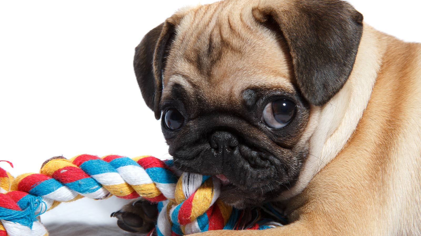 What is Good for a Teething Puppy? | Open Farm – Open Farm - Canada