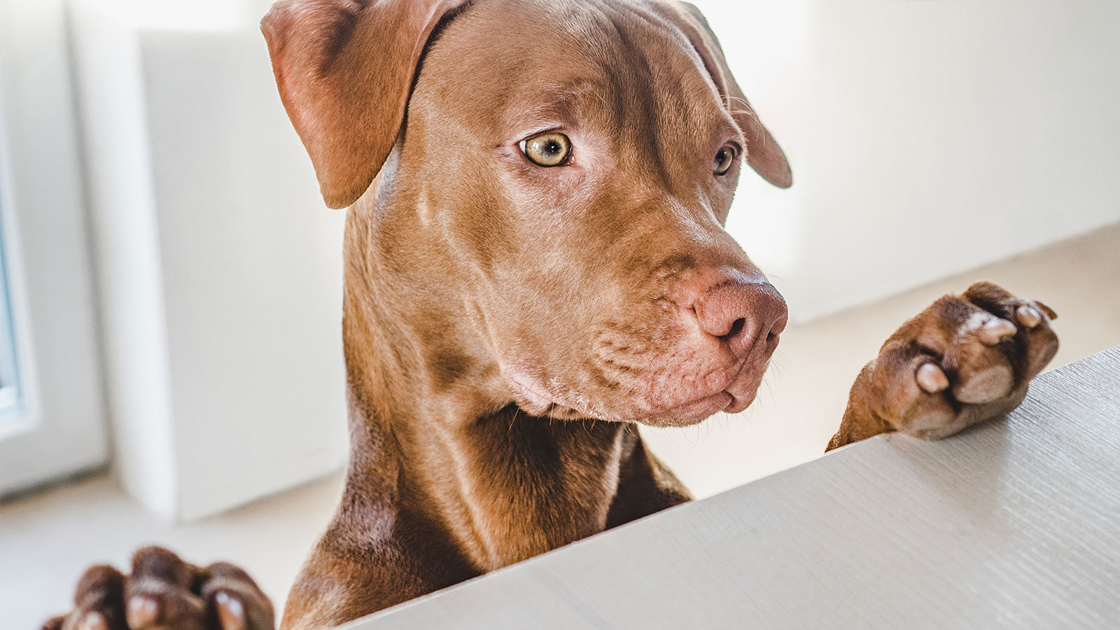 Photo inspiration: Puppies And Chocolate Safety Reference: What Should I Do If My Dog Eats Chocolate Open