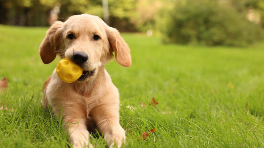 Blonde dog playing with yellow ball while laying in the grass.