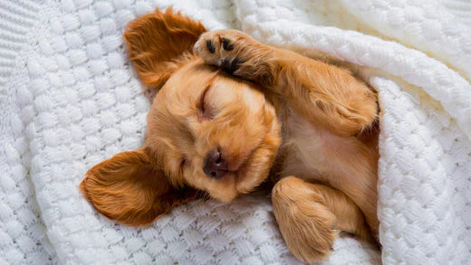 Why Do Dogs Sleep So Much and How Much Should They Sleep?