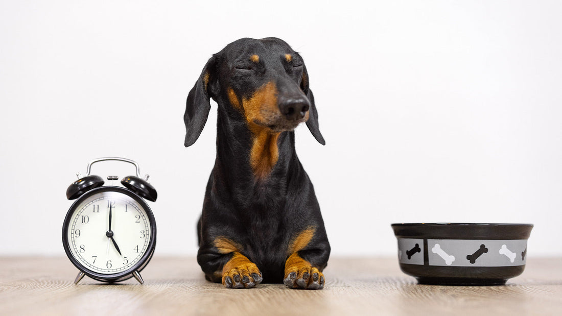 A dachshund sits patiently on the floor appearing to meditate next to an alarm clock and a food bowl, waiting for food.