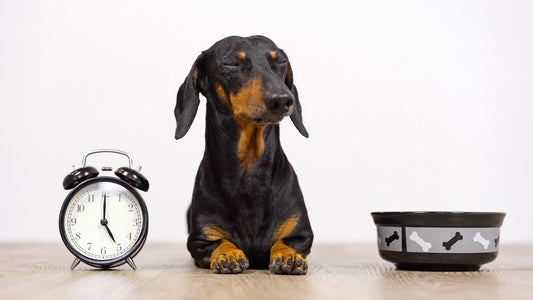 A dachshund sits patiently on the floor appearing to meditate next to an alarm clock and a food bowl, waiting for food.