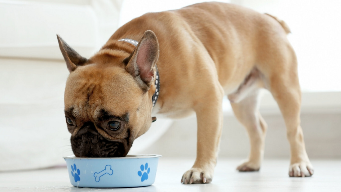 Best Dog food for French Bulldogs with Allergies Open Farm Open Farm Canada