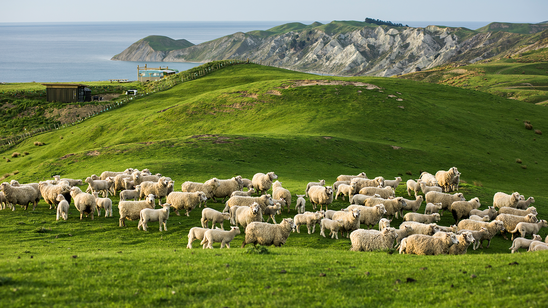 Open Farm Launches a Regenerative Agriculture Verified Treat!