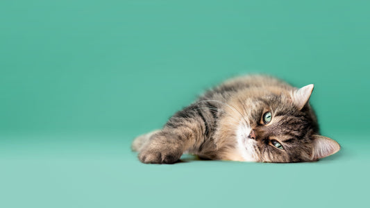 cat laying on its side with a teal background