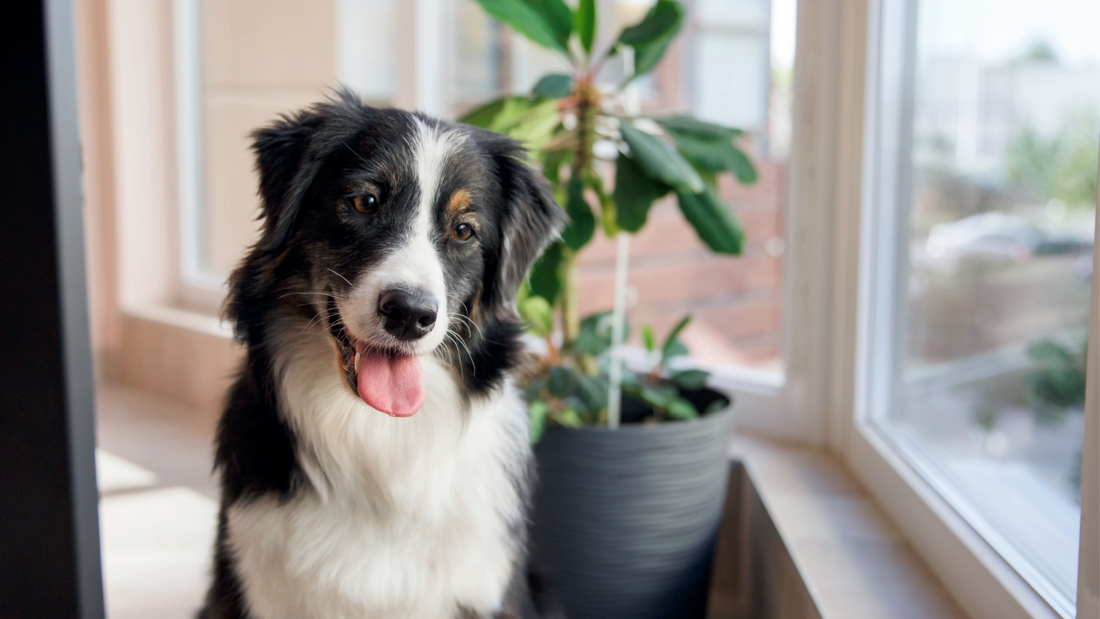 Best Dog Food for Australian Shepherd Open Farm Open Farm Canada