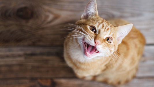 Feline Nutrition 101: A Comprehensive Guide to Choosing the Best Cat Food