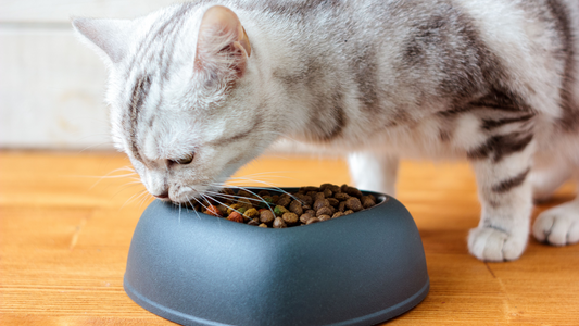 What is the Best Cat Food for a Sensitive Stomach?