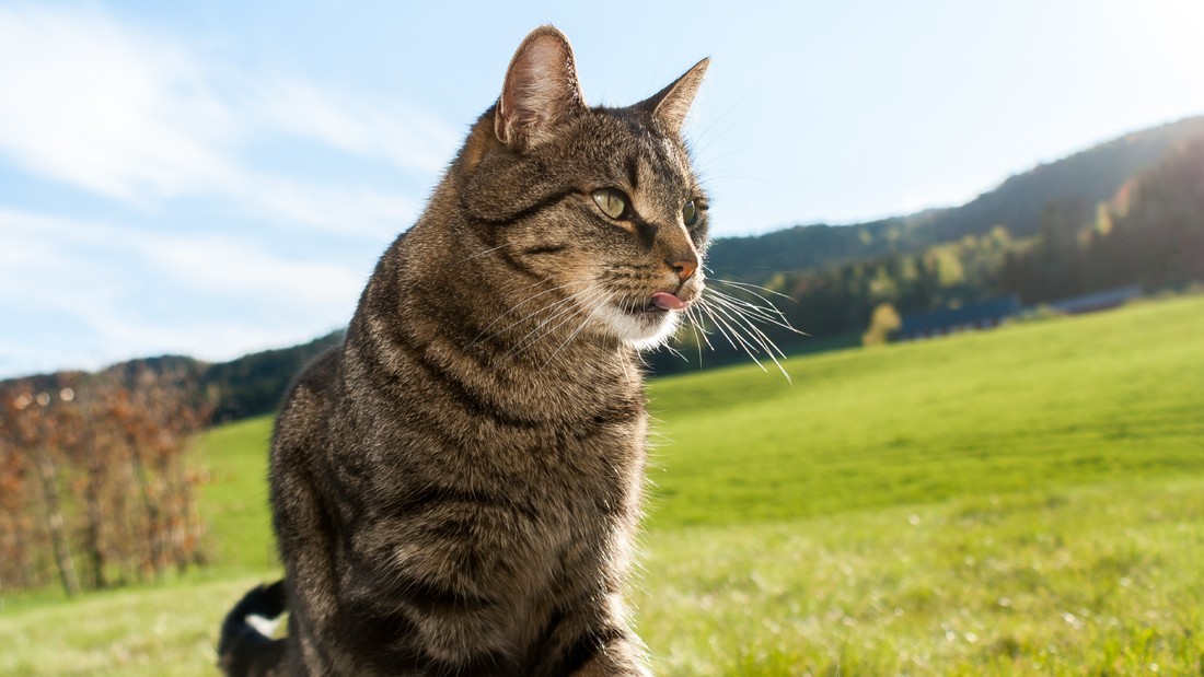 How to Be A Sustainable Cat Owner: Best Eco-Friendly Cat Products