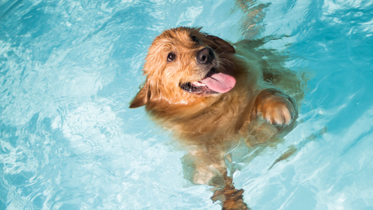 How to Teach a Dog to Swim