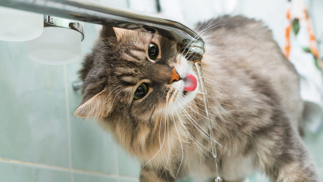 A fluffy, grey and brown tabby cat tilts its head to drink water directly from a silver faucet in the bathroom sink.