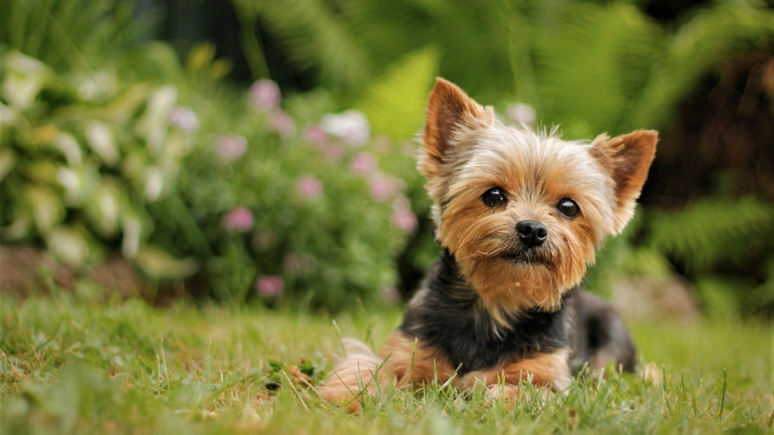 Best Dog Food for Yorkies