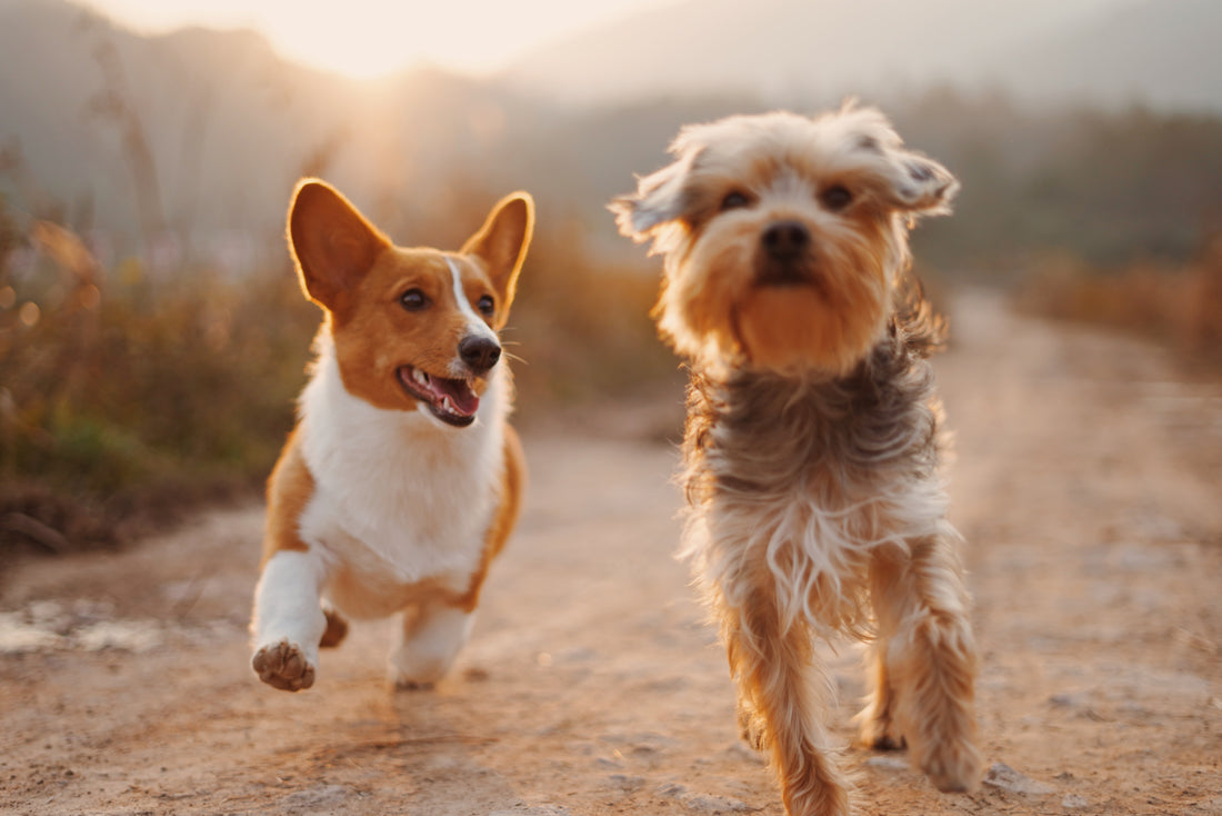 10 Vitamins for Dogs to Live a Healthy Life