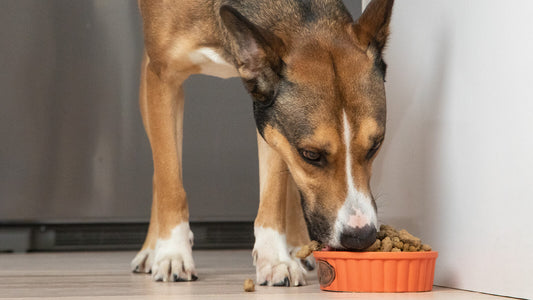 Open Farm Benefits of Rotational Feeding For Dogs