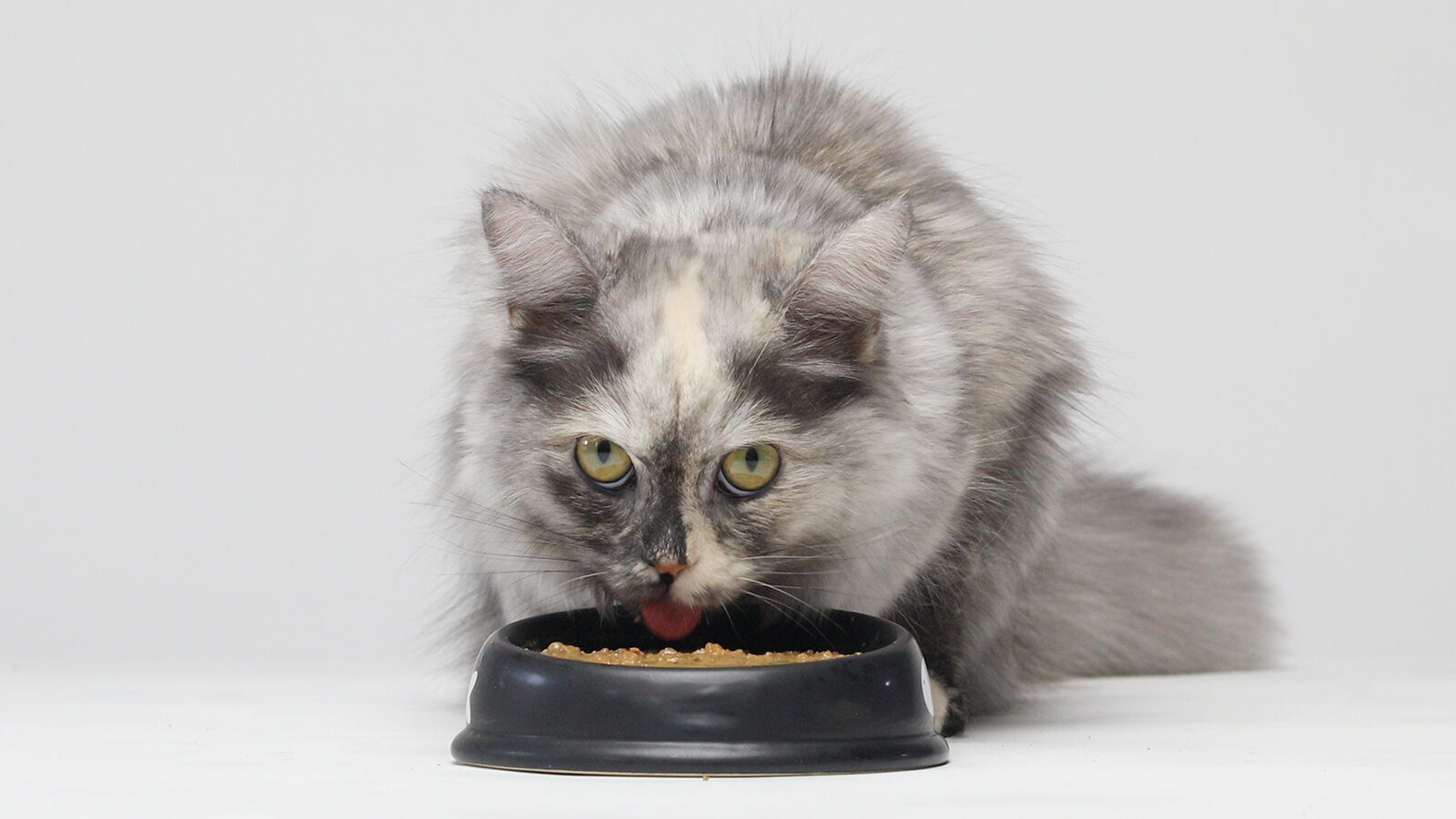 Importance Of Taurine And Thiamine In Cat Food | Open Farm – Open Farm ... - High Taurine Cat Food For Liver Health