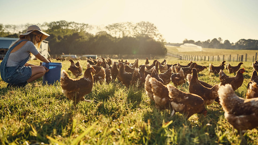 Open Farm Humane Farming