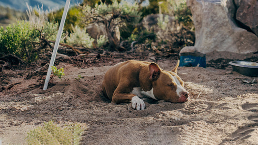 Open Farm Cat and Dog Food For Seasonal Allergies