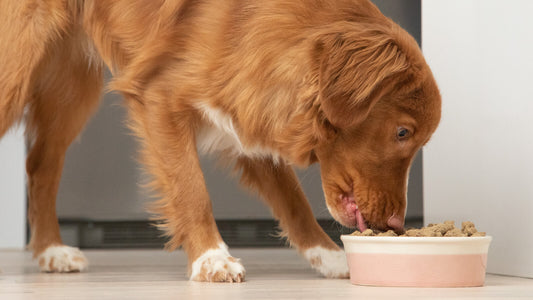 Open Farm Understanding Pet Food Labels