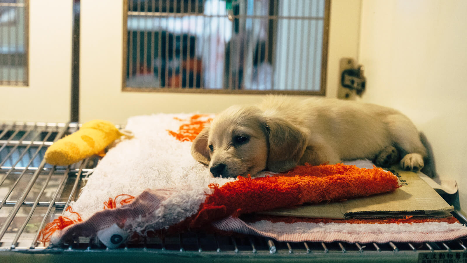 Dog rescue store 2025