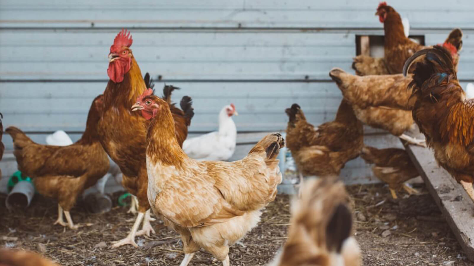 Humane Vs. Human Certified Humane vs Organic Pet Food – Open Farm - Canada